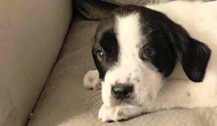 These Washington-based puppies are up for adoption and in need of a good home