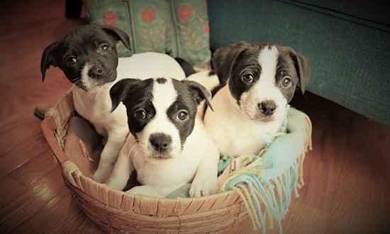 4 perfect pups to adopt now in Detroit