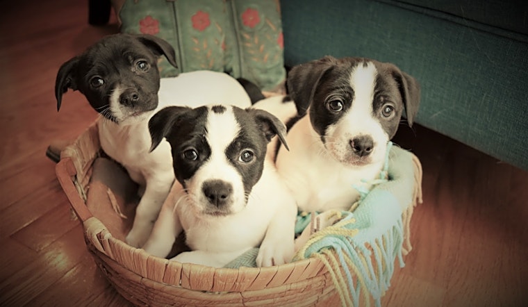 4 perfect pups to adopt now in Detroit