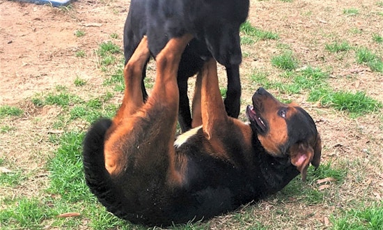 These Pittsburgh-based dogs are up for adoption and in need of a good home