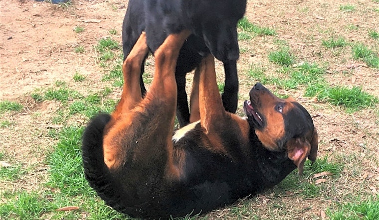 These Pittsburgh-based dogs are up for adoption and in need of a good home