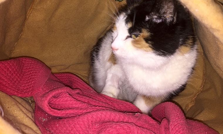 These Baltimore-based kitties are up for adoption and in need of a good home