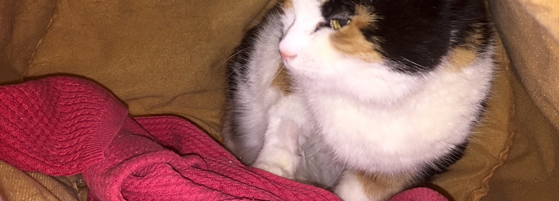 These Baltimore-based kitties are up for adoption and in need of a good home