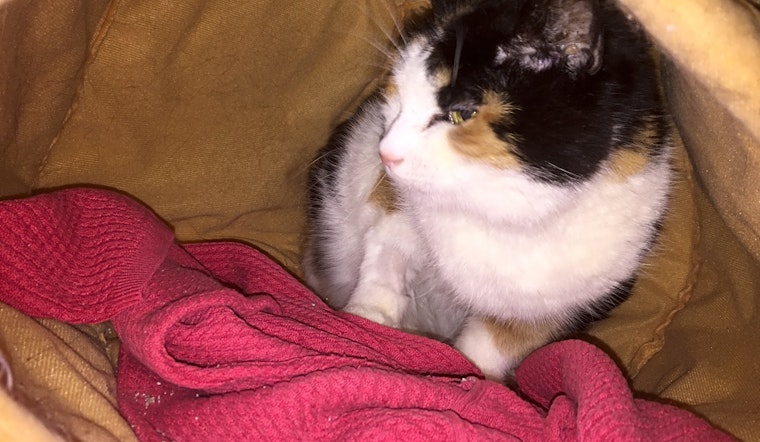 These Baltimore-based kitties are up for adoption and in need of a good home