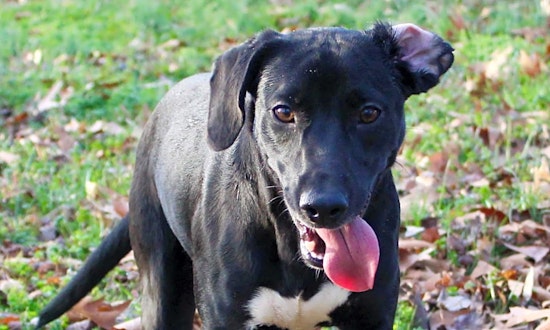 These Charlotte-based puppies are up for adoption and in need of a good home