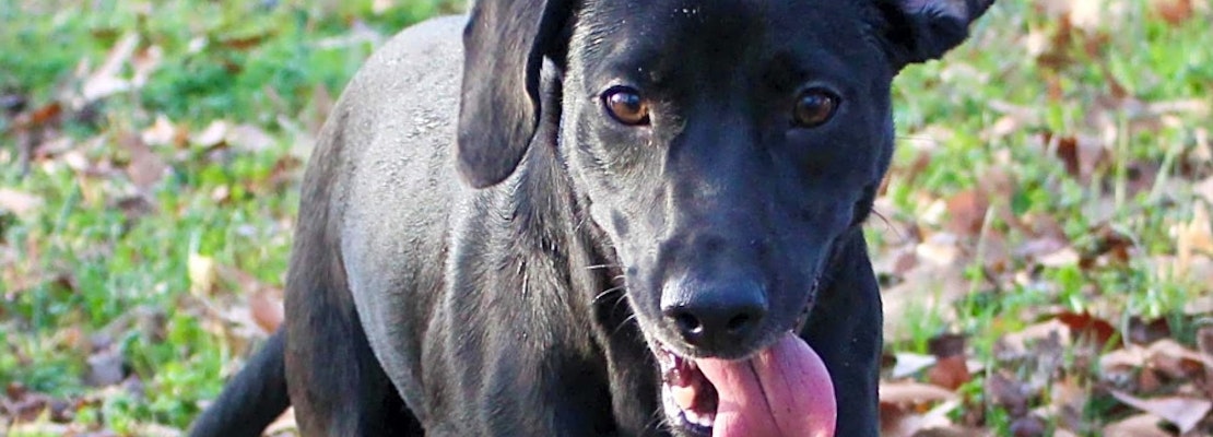 These Charlotte-based puppies are up for adoption and in need of a good home