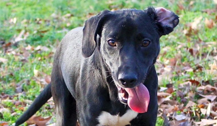 These Charlotte-based puppies are up for adoption and in need of a good home