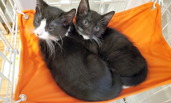 Looking to adopt a pet? Here are 4 fluffy felines to adopt now in Jersey City