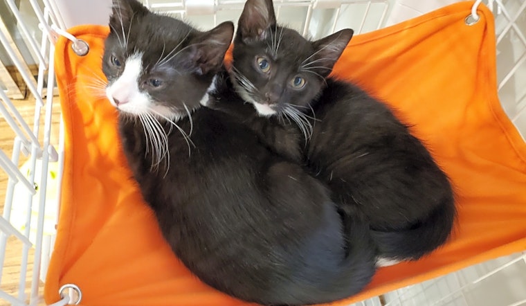 Looking to adopt a pet? Here are 4 fluffy felines to adopt now in Jersey City