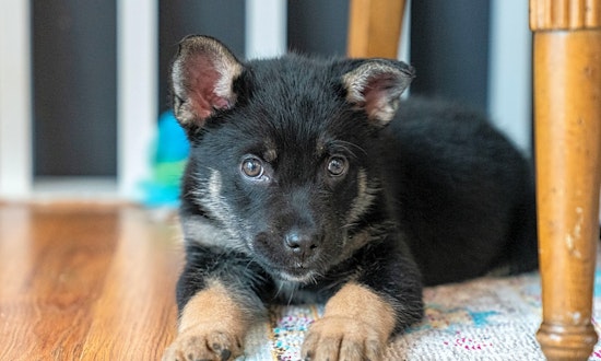 4 precious puppies to adopt now in Minneapolis