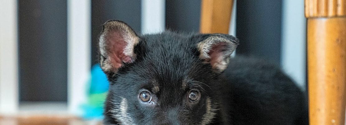 4 precious puppies to adopt now in Minneapolis
