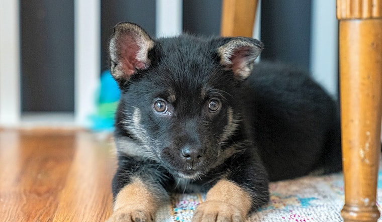 4 precious puppies to adopt now in Minneapolis