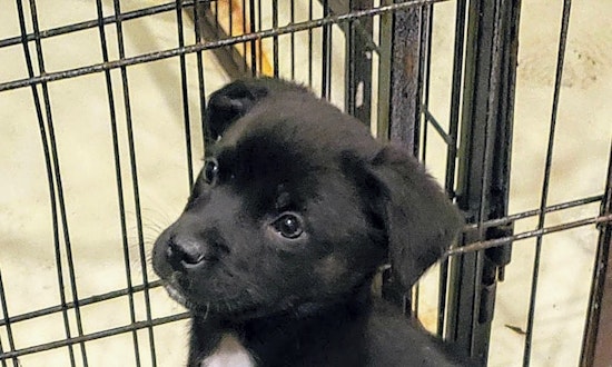 Looking to adopt a pet? Here are 7 adorable pups to adopt now in Chicago
