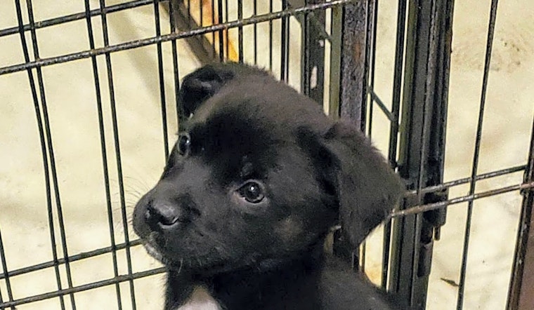 Looking to adopt a pet? Here are 7 adorable pups to adopt now in Chicago