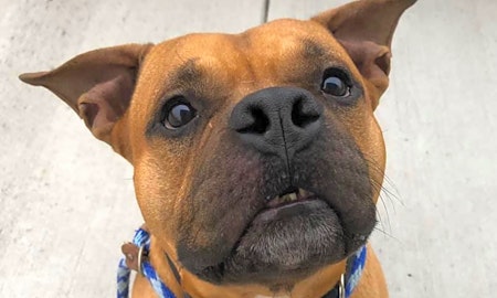 Want to adopt a pet? Here are 7 lovable pups to adopt now in Cleveland