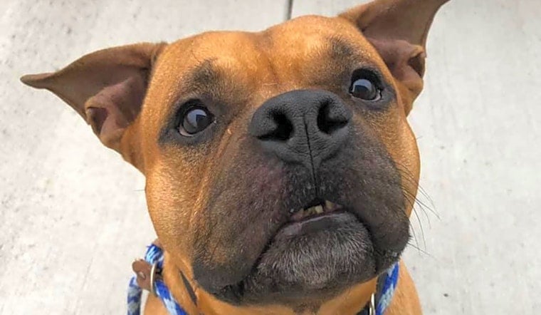 Want to adopt a pet? Here are 7 lovable pups to adopt now in Cleveland
