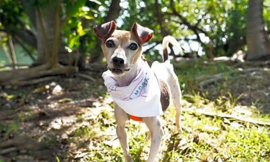 These Miami-based doggies are up for adoption and in need of a good home