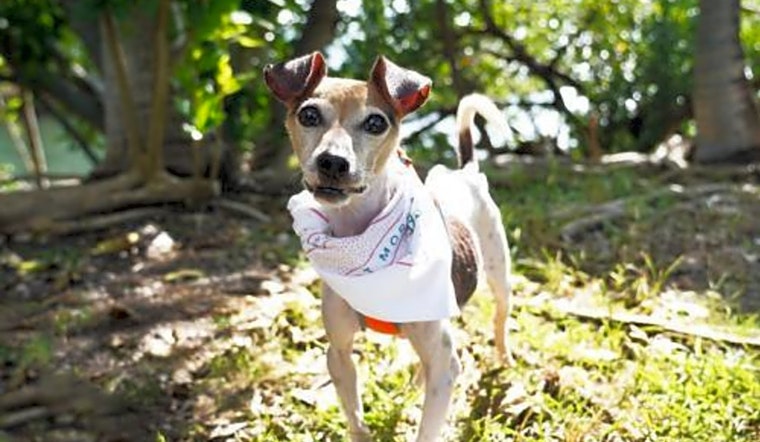 These Miami-based doggies are up for adoption and in need of a good home