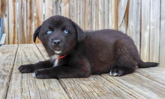 Want to adopt a pet? Here are 4 precious puppies to adopt now in Nashville