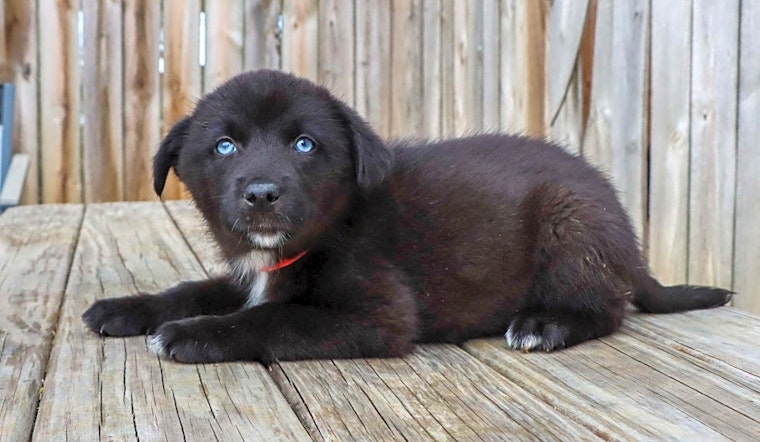 Want to adopt a pet? Here are 4 precious puppies to adopt now in Nashville