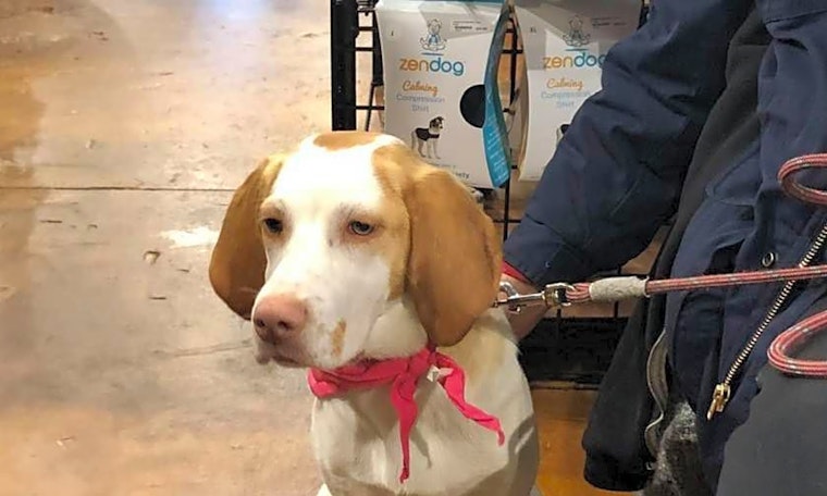 Looking to adopt a pet? Here are 7 delightful doggies to adopt now in Raleigh