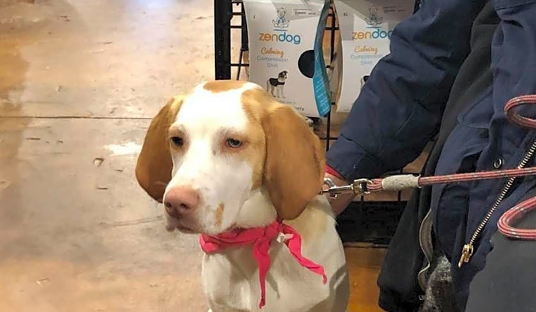 Looking to adopt a pet? Here are 7 delightful doggies to adopt now in Raleigh