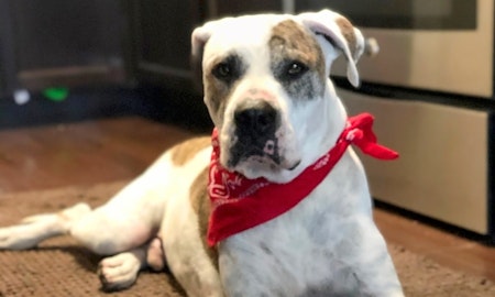 Want to adopt a pet? Here are 7 delightful doggies to adopt now in Houston