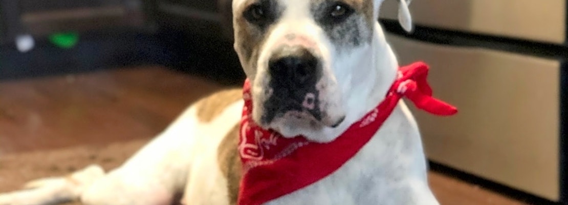 Want to adopt a pet? Here are 7 delightful doggies to adopt now in Houston