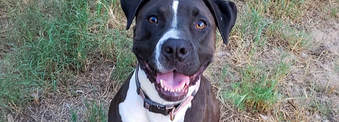 4 lovable pups to adopt now in San Antonio