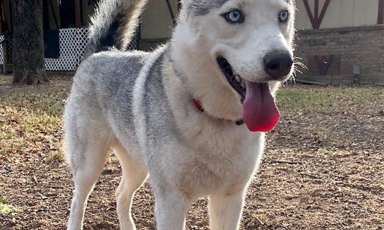 Always wanted a pet? Here are 7 cuddly canines to adopt now in Plano