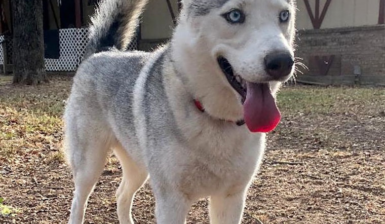 Always wanted a pet? Here are 7 cuddly canines to adopt now in Plano