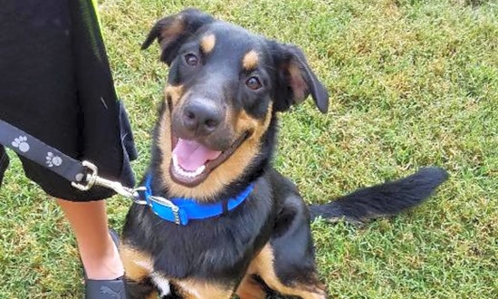 These Arlington-based pups are up for adoption and in need of a good home