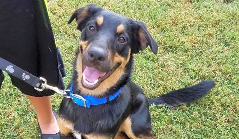 These Arlington-based pups are up for adoption and in need of a good home