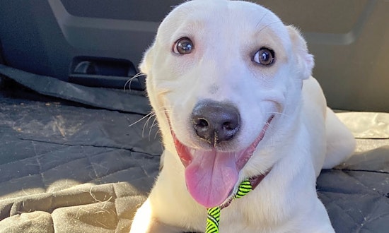 Looking to adopt a pet? Here are 7 cuddly canines to adopt now in Austin