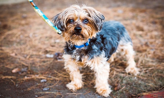 Always wanted a pet? Here are 7 lovable pups to adopt now in Denver