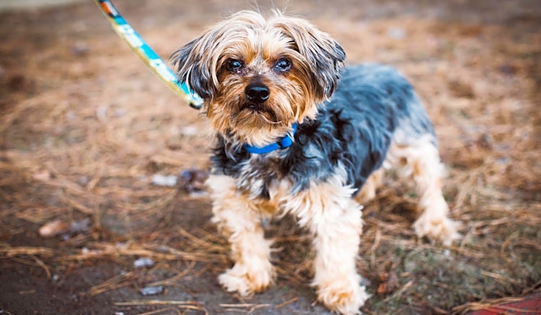 Always wanted a pet? Here are 7 lovable pups to adopt now in Denver