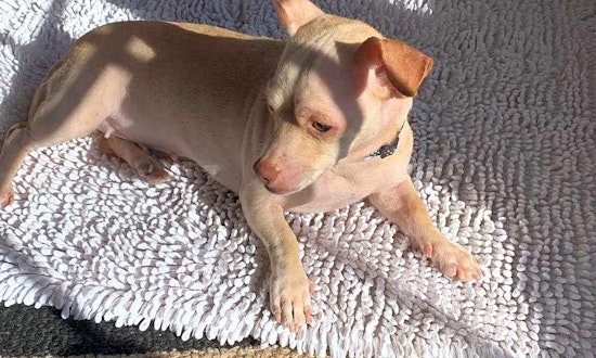 Want to adopt a pet? Here are 4 lovable pups to adopt now in Aurora