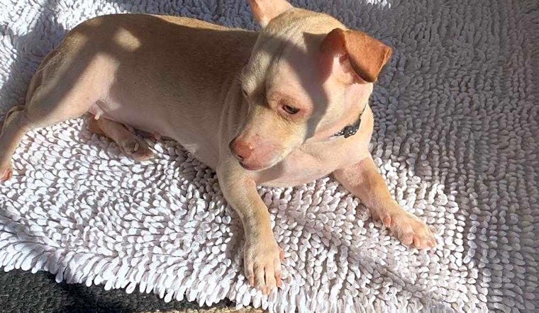 Want to adopt a pet? Here are 4 lovable pups to adopt now in Aurora