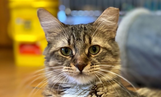 7 furry felines to adopt now in Las Vegas