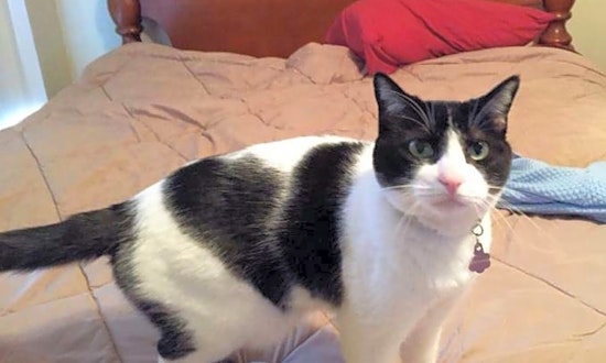 7 cool kitties to adopt now in Phoenix
