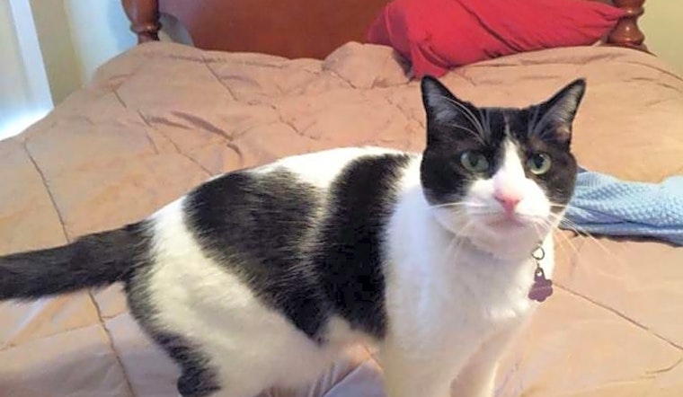 7 cool kitties to adopt now in Phoenix