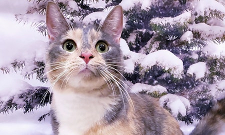 Want to adopt a pet? Here are 7 furry felines to adopt now in Mesa