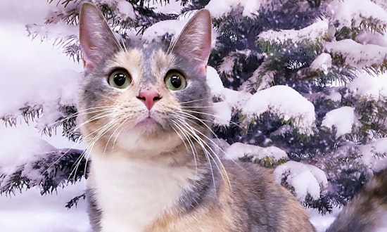 Want to adopt a pet? Here are 7 furry felines to adopt now in Mesa