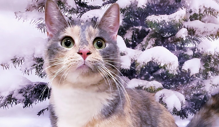 Want to adopt a pet? Here are 7 furry felines to adopt now in Mesa