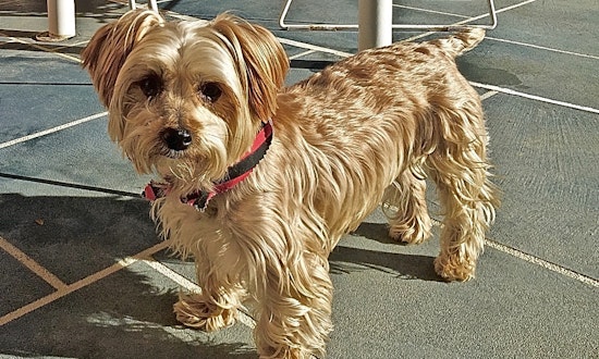 7 cuddly canines to adopt now in Los Angeles