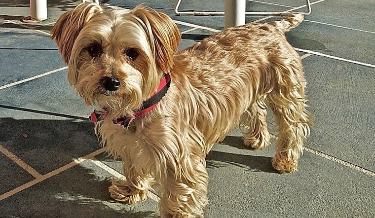 7 cuddly canines to adopt now in Los Angeles