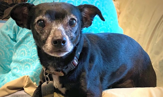 4 cuddly canines to adopt now in Long Beach