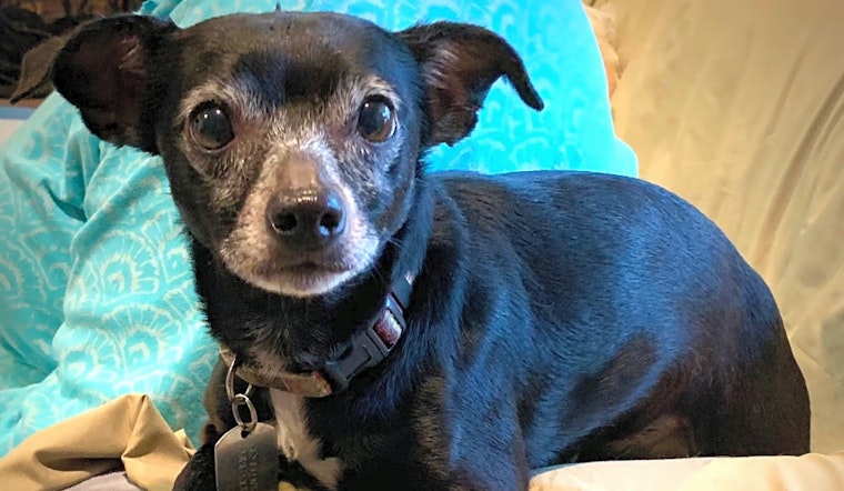 4 cuddly canines to adopt now in Long Beach