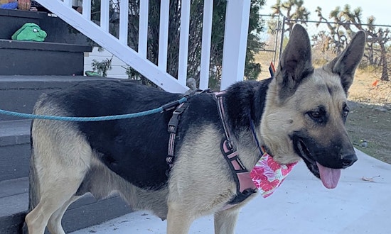 Want to adopt a pet? Here are 7 cuddly canines to adopt now in Santa Ana