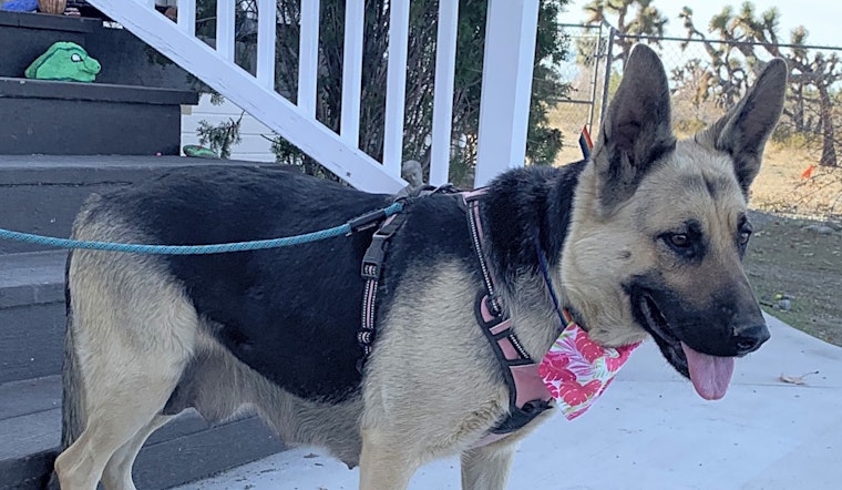 Want to adopt a pet? Here are 7 cuddly canines to adopt now in Santa Ana